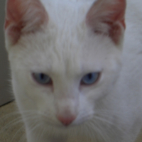 Photo #168523 de Coco