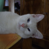 Photo #168529 de Coco