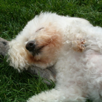 Photo #168847 de Rasta