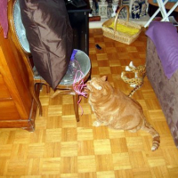 Photo #168895 de Garfield