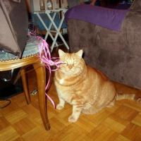 Photo #168901 de Garfield