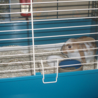 Photo #168925 de Noisette