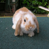 Photo #168931 de Noisette