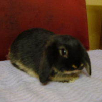 Photo #169435 de Atari