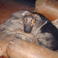 Photo #169651 de Shahruk