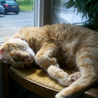 Photo #169819 de Gribouille