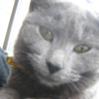 Photo #169885 de Cocotte