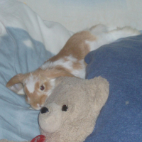 Photo #170251 de Noisette