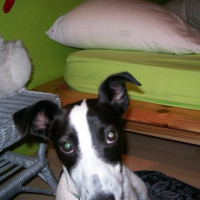 Photo #170521 de Doupy
