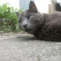 Photo #170707 de Chapi