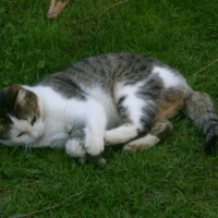 Photo #170719 de Croquette