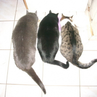 Photo #170737 de Croquette