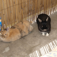 Photo #170833 de Kanel
