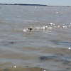 1 chien à la mer!!!