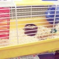 Photo #171277 de Kismo junior