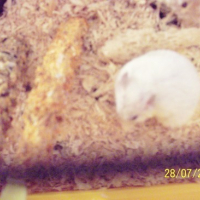 Photo #171283 de Kismo junior
