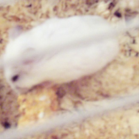 Photo #171289 de Kismo junior