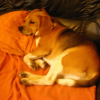 Photo #171355 de Cookie