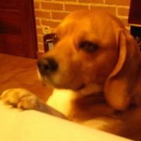 Photo #171361 de Cookie