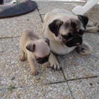 Photo #171409 de Yoda