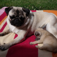 Photo #171415 de Yoda