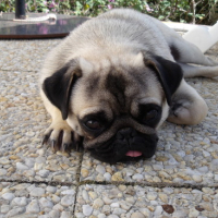 Photo #171421 de Yoda