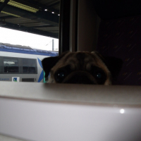 Photo #171427 de Yoda