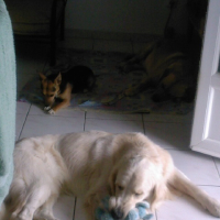 Photo #171517 de Chorus