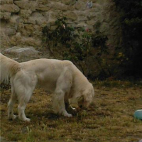 Photo #171529 de Chorus