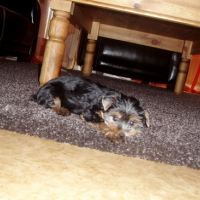 Photo #171535 de Lou-lee
