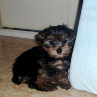 Photo #171541 de Lou-lee