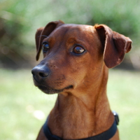 Photo #171721 de Voxy