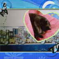Photo #171859 de Koda