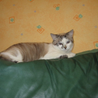 Photo #171895 de Chataigne