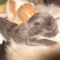 Photo #172645 de Bleu boy 