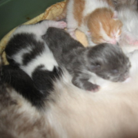 Photo #172651 de Bleu boy 