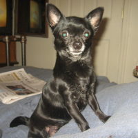 Photo #172693 de Pebbles and roxxi