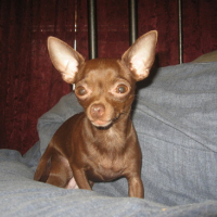 Photo #172699 de Pebbles and roxxi