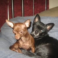 Photo #172705 de Pebbles and roxxi