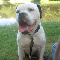 Photo #172729 de Thor