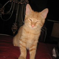 Photo #172771 de Missy junior and shorty
