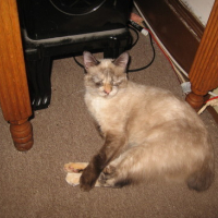 Photo #172777 de Missy junior and shorty