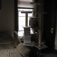 Photo #172789 de Missy junior and shorty