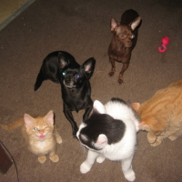 Photo #172795 de Missy junior and shorty