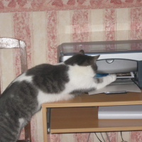 Photo #173095 de Vanille