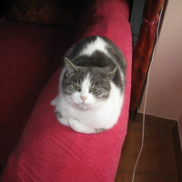 Photo #173107 de Vanille