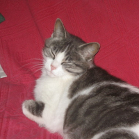 Photo #173113 de Vanille