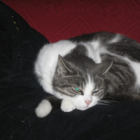 Photo #173119 de Vanille