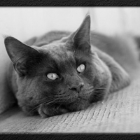 Photo #173533 de Slowfox-casco grey
