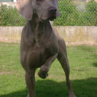 Photo #173647 de Syrius